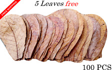 100pcs almond leaves for sale  Shipping to Ireland