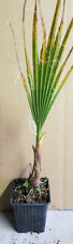 Washingtonia filifera palmier d'occasion  Mont-près-Chambord