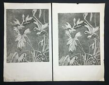 Lot botanical etchings for sale  Richmond