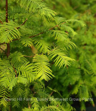 Dawn redwood inch for sale  Albany