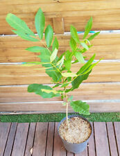 Carya illinoinensis pacanier d'occasion  Perpignan-