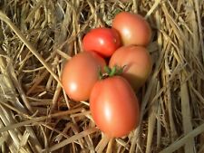 Graines tomates pink d'occasion  Vitry-en-Artois