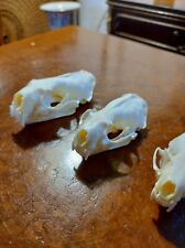 American mink skull for sale  Shipping to Ireland