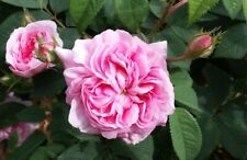 Bush shrub rose for sale  MARCH