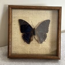 Vintage wall butterfly for sale  LEICESTER