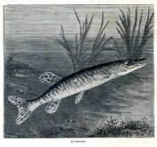 Pike fish....wood engraving... d'occasion  Saint-Cyprien