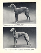 Whippet two named for sale  COLEFORD