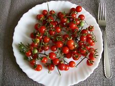 100 graines tomate d'occasion  Plaisance-du-Touch
