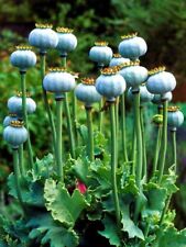 Papaver Somniferum "Pepperbox" (GIANT FLORIST POD) 1g+ Seeds [Real Poppy] for sale  Shipping to South Africa