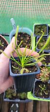 Drosera capensis. giant for sale  LEICESTER