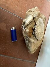 Granchio fossile fossil usato  Faenza