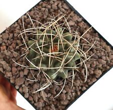 Thelocactus rinconensis ssp. freudenbergeri G9 (Mexico) for sale  Shipping to South Africa