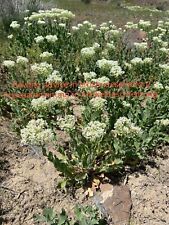 Lepidium draba thanet for sale  Shipping to Ireland