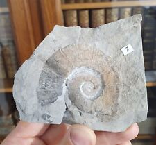 Ammonite crioceratites loryi d'occasion  Cournon-d'Auvergne