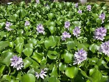 Medium water hyacinth for sale  Lumberton