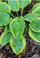 HOSTA WIDE BRIM SHADE PLANT 2 TONE COLOR PERENNIAL PLANT DIVISION , used for sale  Shipping to South Africa