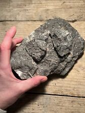 Arnioceras ammonite fossil for sale  LINCOLN
