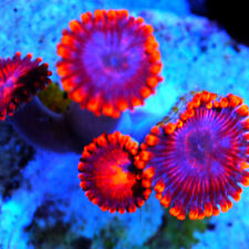 coral lps mushrooms sps for sale  Cleveland