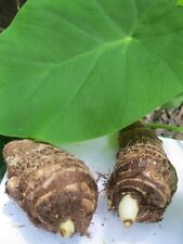 2 Taro Root Bulbs Edible Tropical  Elephant Ear Colocasia Live Plant Fresh :) for sale  Shipping to South Africa