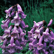 Paulownia tomentosa seeds for sale  IPSWICH