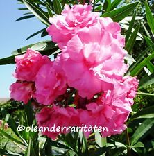 Oleander cuttings splendens for sale  Shipping to Ireland