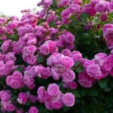 Climbing purple rose for sale  Ravensdale