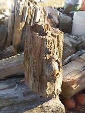 Petrified wood fossilized for sale  Skiatook