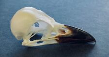 Taxidermy crow skull for sale  LITTLEHAMPTON