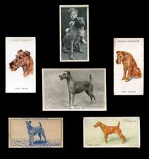Irish terrier dog for sale  UK