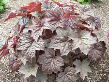 30+ PURPLE PALACE  HEUCHERA GROUND COVER SEEDS / DEER RESISTANT PERENNIAL for sale  Shipping to South Africa