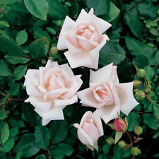 Harkness roses climbing for sale  PETERBOROUGH
