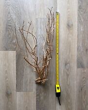 tree root for sale  LONDON