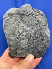 Carboniferous sphenopteris fos gebraucht kaufen  Saarbrücken