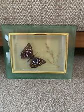 Taxidermy butterfly for sale  MELTON MOWBRAY