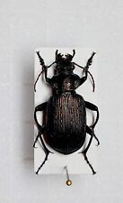 Used, Calosoma sayi , male prepared, A1 Carabidae (rare locality) for sale  Shipping to South Africa