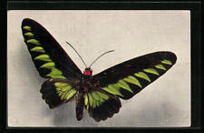 Butterfly of the Art Ornithoptera Brookeana Postcard  for sale  Shipping to South Africa