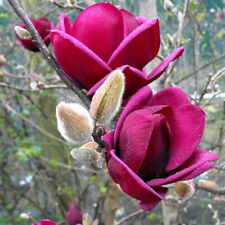 Magnolia genie fleurs d'occasion  Pouzauges