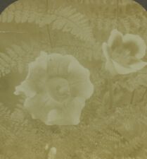 Used, Botany Flower Gloxinia Blossom Fern Old Photo Stereoview Excelsior 1900 for sale  Shipping to South Africa