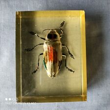 Vintage scarabee insecte d'occasion  Villefranche-sur-Saône