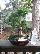 Specimen bonsai tree for sale  Gainesville