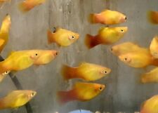 Sunset platy live for sale  UK