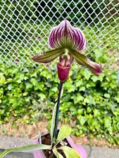 Paphiopedilum orchid long d'occasion  Expédié en Belgium