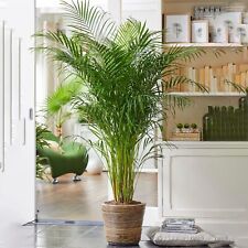 Areca palm air for sale  IPSWICH