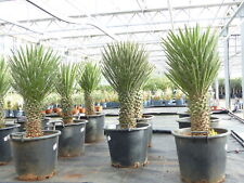 Yucca palme filifera gebraucht kaufen  Goch