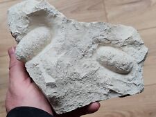 Fossile oeufs crocodile d'occasion  Sessenheim