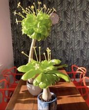 Brighamia insignis hawaiian for sale  CHESTER LE STREET