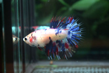 Peixe Betta vivo meia lua Crowntail multicolorido feminino - ST572 comprar usado  Enviando para Brazil