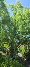 Corkscrew willow tree for sale  La Grange