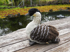 Jaag plush duck for sale  Hilo