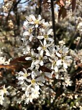 Amelanchier canadensis snowy for sale  SOUTHAMPTON